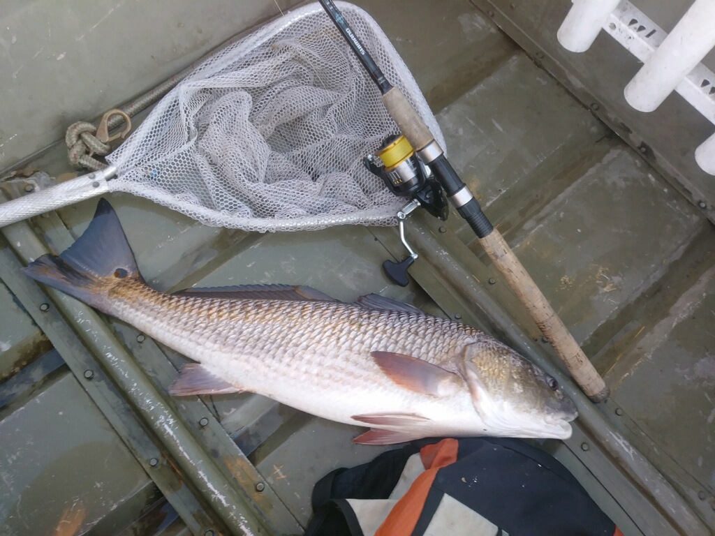 redfish caught inshore