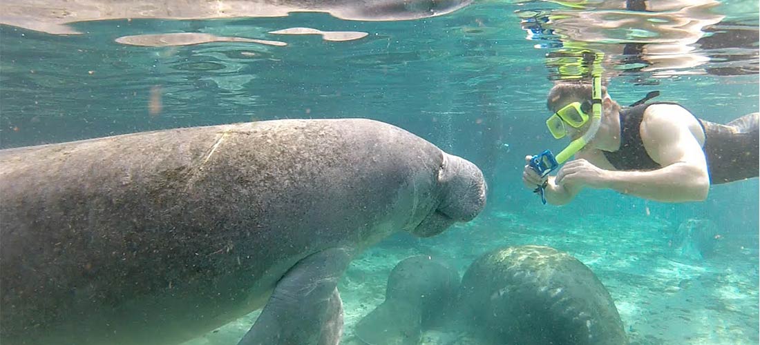 swimming with manatees in Homosassa Springs