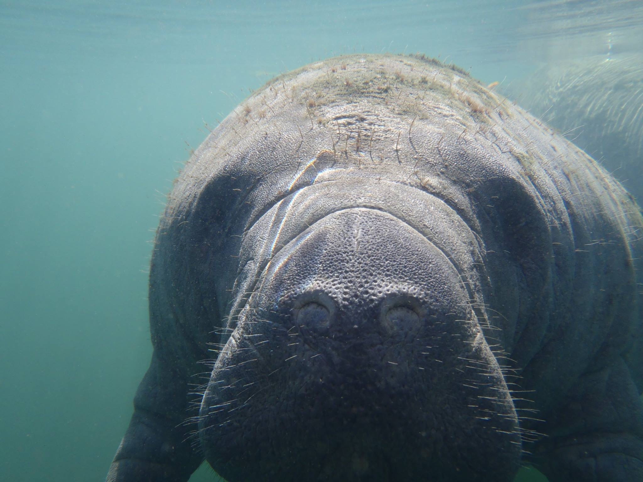 manatee swimming up to diver